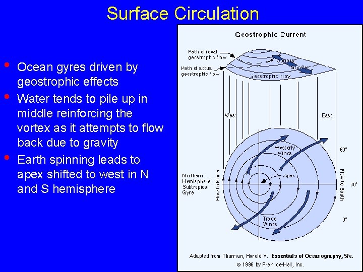 Surface Circulation • • • Ocean gyres driven by geostrophic effects Water tends to