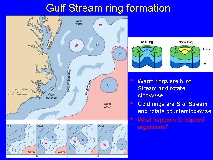 Gulf Stream ring formation • • • Warm rings are N of Stream and