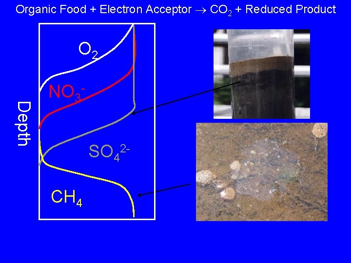 Organic Food + Electron Acceptor CO 2 + Reduced Product O 2 Depth NO