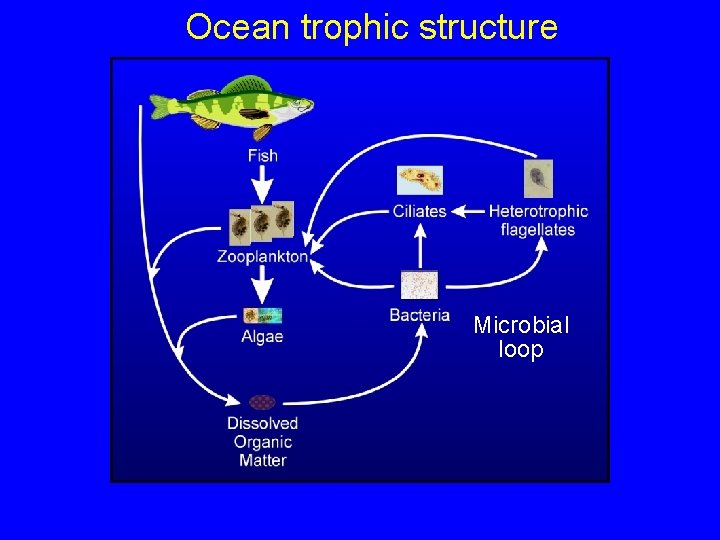 Ocean trophic structure Microbial loop 