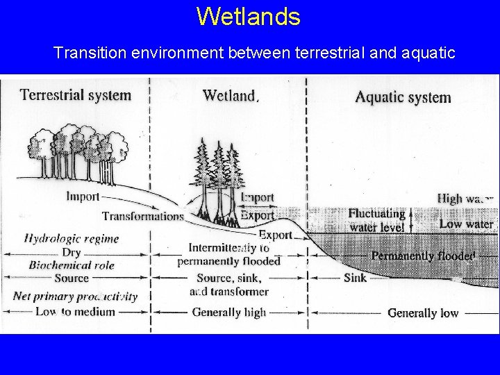 Wetlands Transition environment between terrestrial and aquatic 