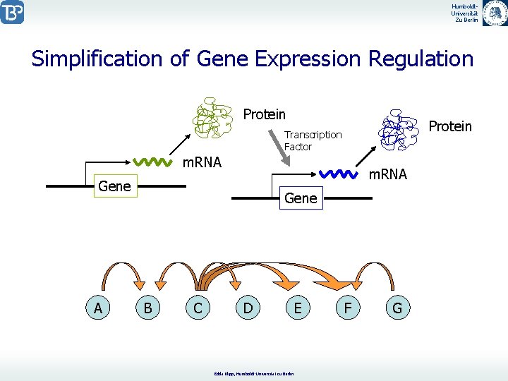 Humboldt. Universität Zu Berlin Simplification of Gene Expression Regulation Protein Transcription Factor m. RNA