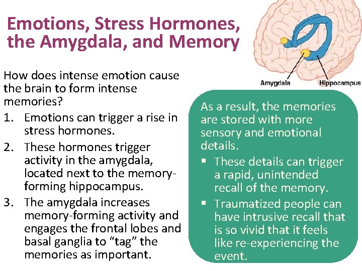 Emotions, Stress Hormones, the Amygdala, and Memory How does intense emotion cause the brain