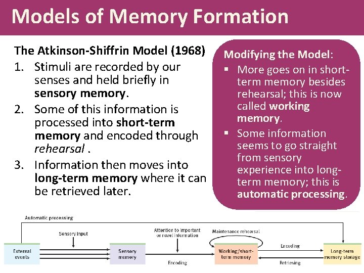 Models of Memory Formation The Atkinson-Shiffrin Model (1968) 1. Stimuli are recorded by our