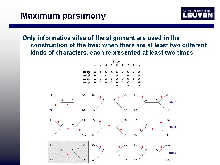 Maximum parsimony Only informative sites of the alignment are used in the construction of