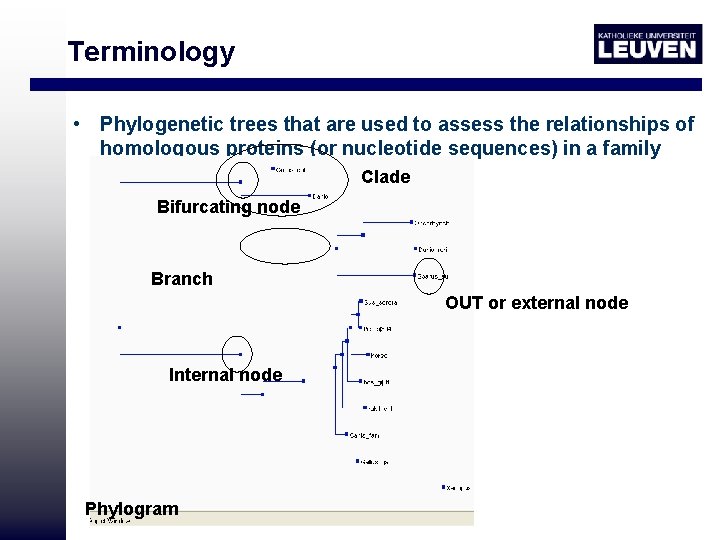 Terminology • Phylogenetic trees that are used to assess the relationships of homologous proteins