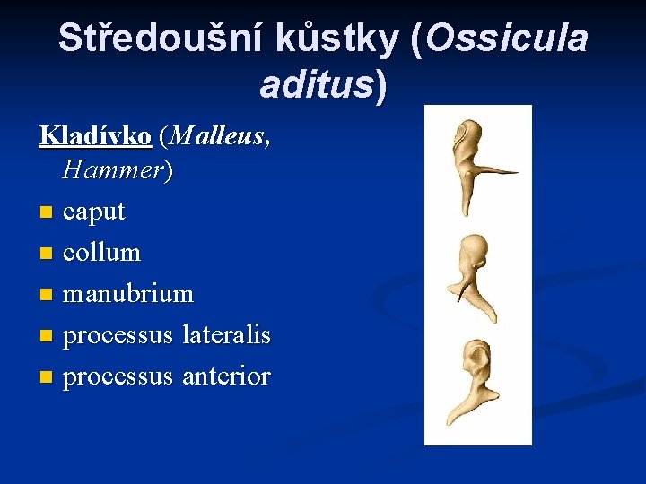 Středoušní kůstky (Ossicula aditus) Kladívko (Malleus, Hammer) n caput n collum n manubrium n