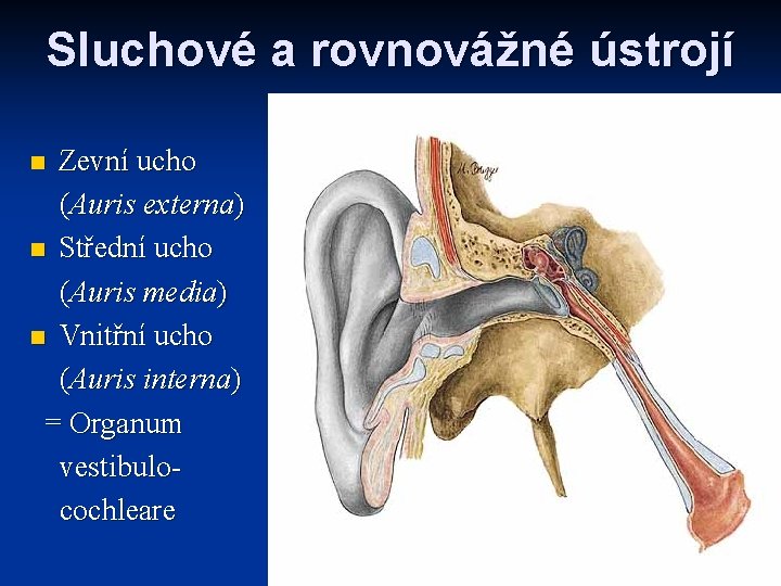 Sluchové a rovnovážné ústrojí Zevní ucho (Auris externa) n Střední ucho (Auris media) n