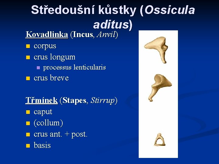 Středoušní kůstky (Ossicula aditus) Kovadlinka (Incus, Anvil) n corpus n crus longum n n