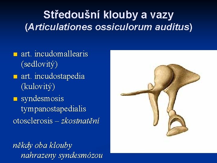 Středoušní klouby a vazy (Articulationes ossiculorum auditus) art. incudomallearis (sedlovitý) n art. incudostapedia (kulovitý)