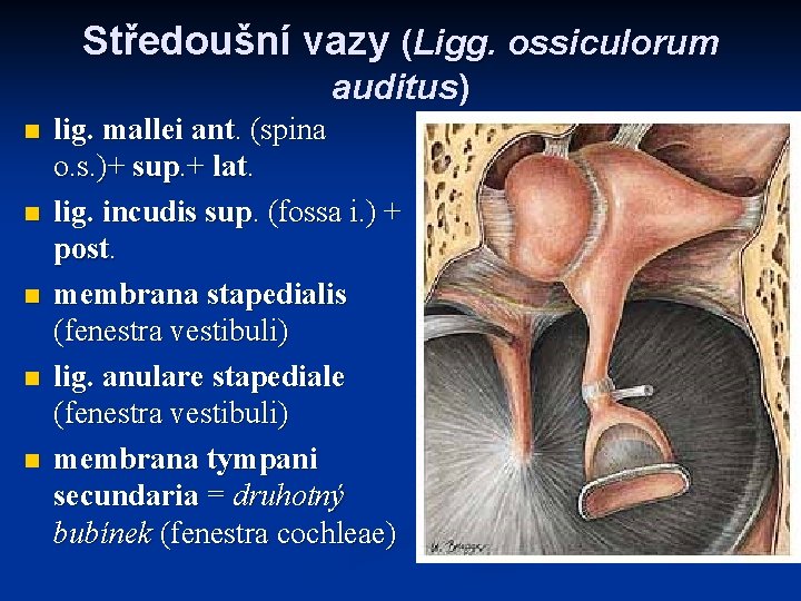 Středoušní vazy (Ligg. ossiculorum auditus) n n n lig. mallei ant. (spina o. s.