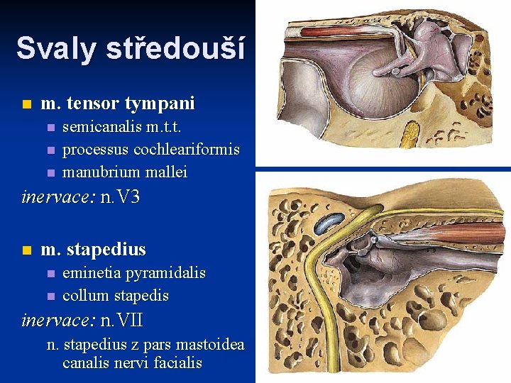 Svaly středouší n m. tensor tympani n n n semicanalis m. t. t. processus