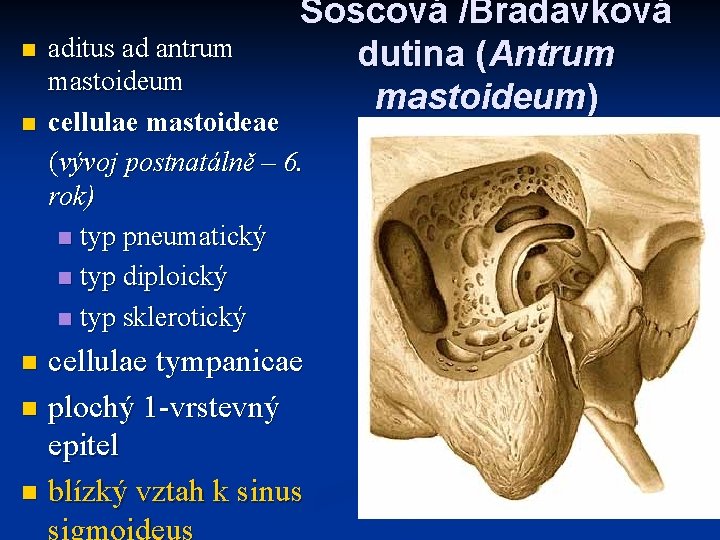 n n Soscová /Bradavková dutina (Antrum mastoideum) aditus ad antrum mastoideum cellulae mastoideae (vývoj