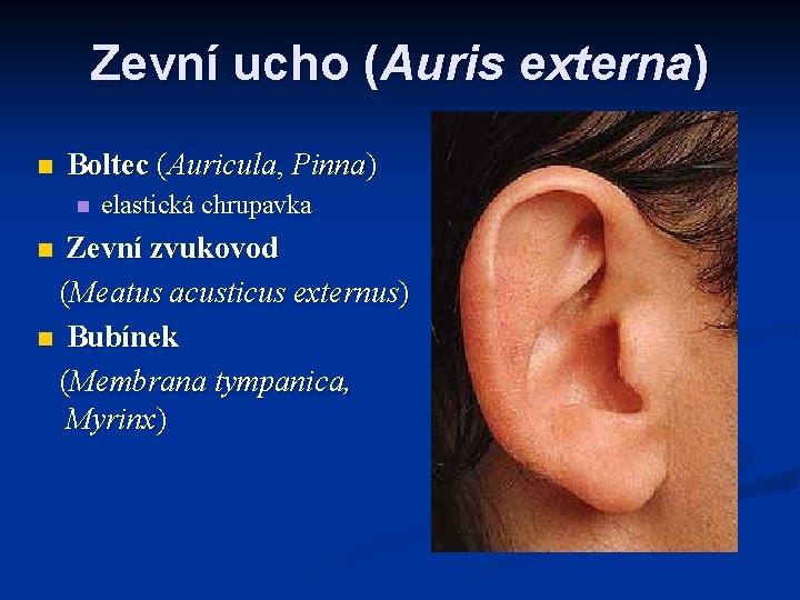 Zevní ucho (Auris externa) n Boltec (Auricula, Pinna) n elastická chrupavka Zevní zvukovod (Meatus