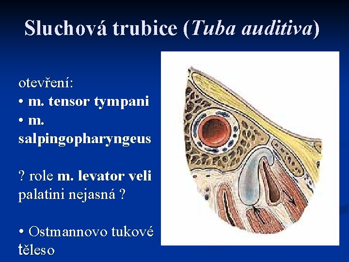 Sluchová trubice (Tuba auditiva) otevření: • m. tensor tympani • m. salpingopharyngeus ? role