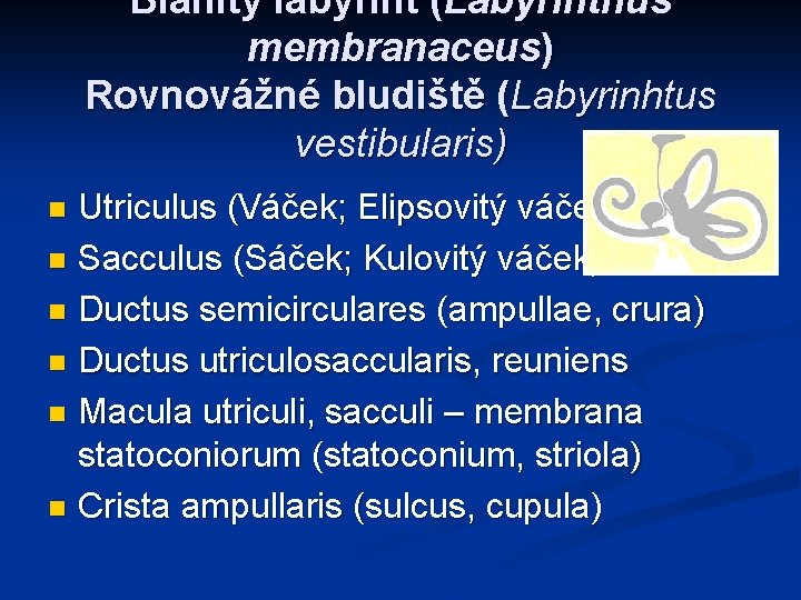 Blanitý labyrint (Labyrinthus membranaceus) Rovnovážné bludiště (Labyrinhtus vestibularis) Utriculus (Váček; Elipsovitý váček) n Sacculus