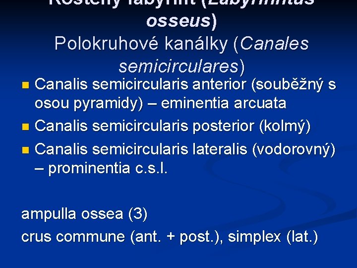 Kostěný labyrint (Labyrinhtus osseus) Polokruhové kanálky (Canales semicirculares) Canalis semicircularis anterior (souběžný s osou