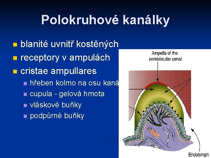 Polokruhové kanálky blanité uvnitř kostěných n receptory v ampulách n cristae ampullares n n