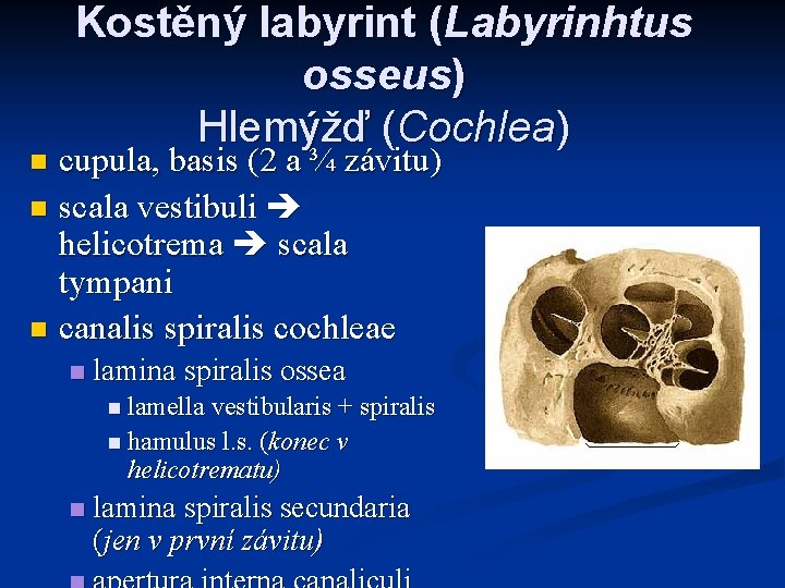 Kostěný labyrint (Labyrinhtus osseus) Hlemýžď (Cochlea) cupula, basis (2 a ¾ závitu) n scala