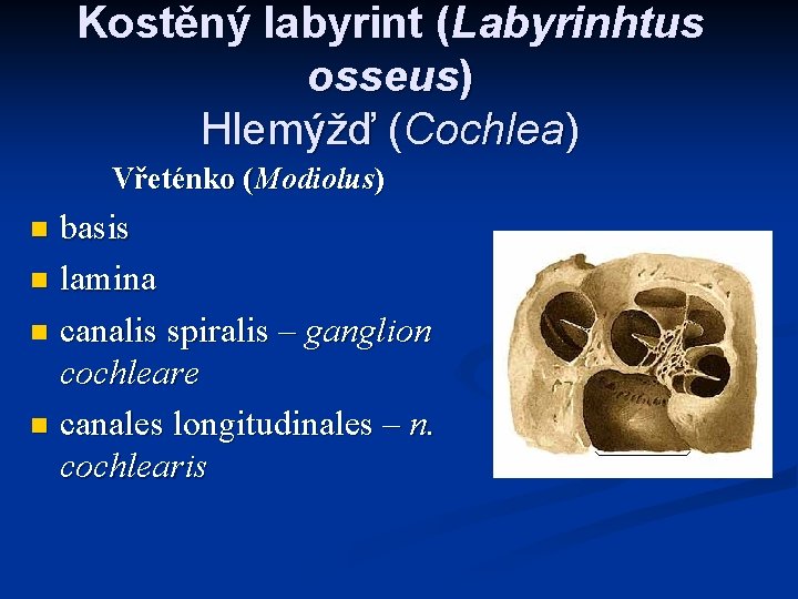 Kostěný labyrint (Labyrinhtus osseus) Hlemýžď (Cochlea) Vřeténko (Modiolus) basis n lamina n canalis spiralis