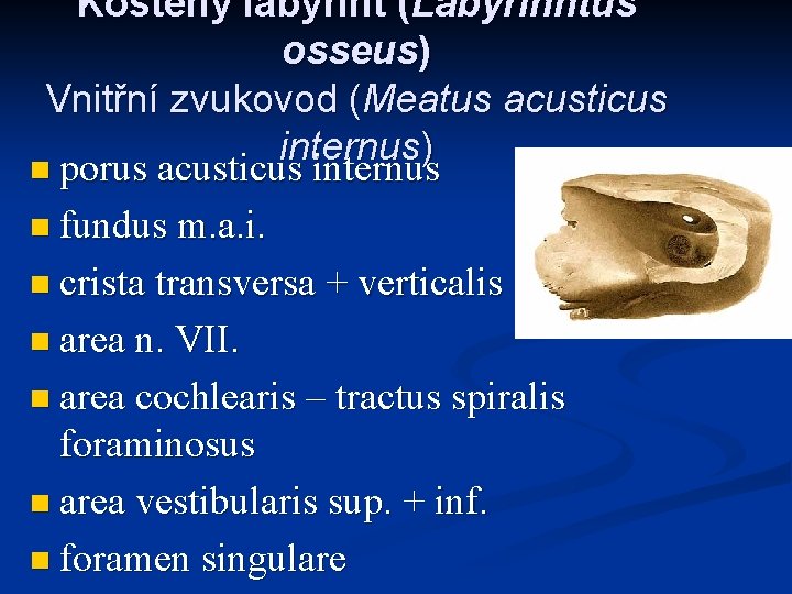 Kostěný labyrint (Labyrinhtus osseus) Vnitřní zvukovod (Meatus acusticus internus) n porus acusticus internus n