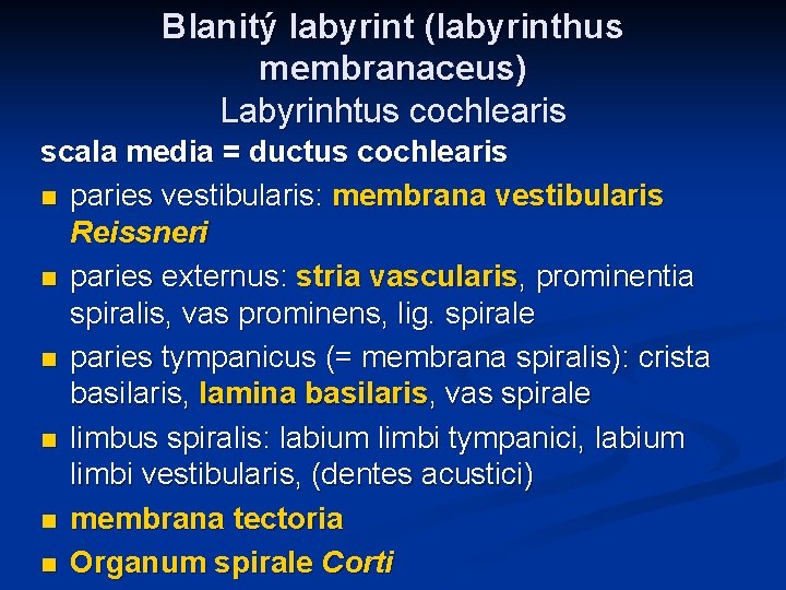 Blanitý labyrint (labyrinthus membranaceus) Labyrinhtus cochlearis scala media = ductus cochlearis n paries vestibularis: