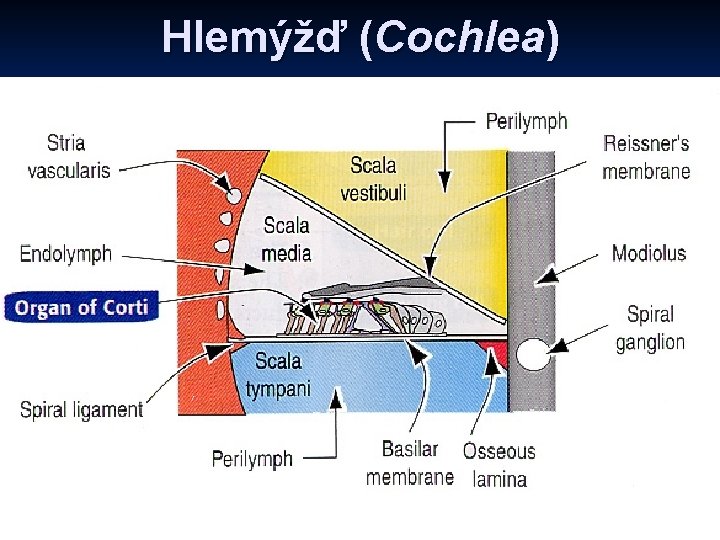 Hlemýžď (Cochlea) 