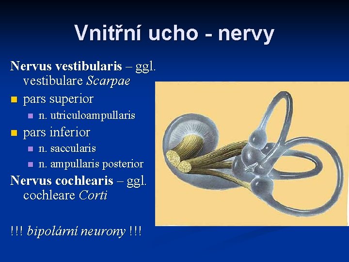 Vnitřní ucho - nervy Nervus vestibularis – ggl. vestibulare Scarpae n pars superior n