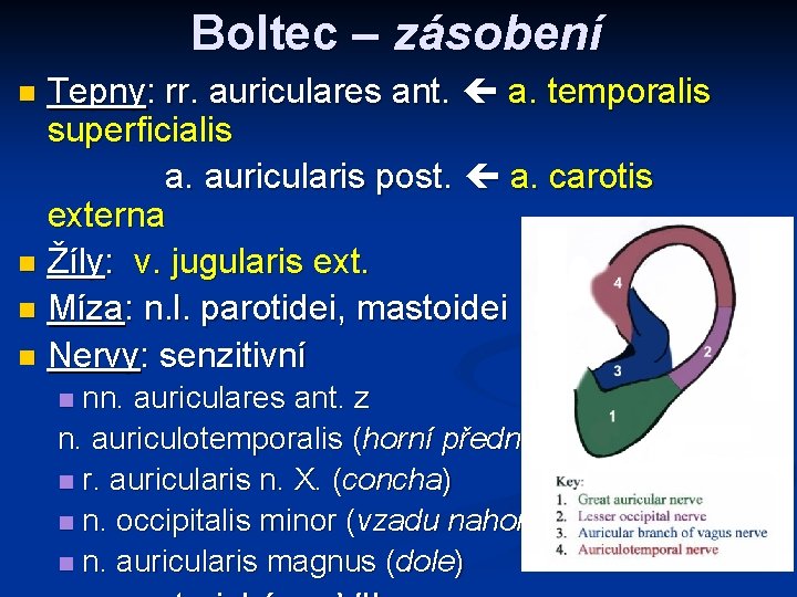 Boltec – zásobení Tepny: rr. auriculares ant. a. temporalis superficialis a. auricularis post. a.