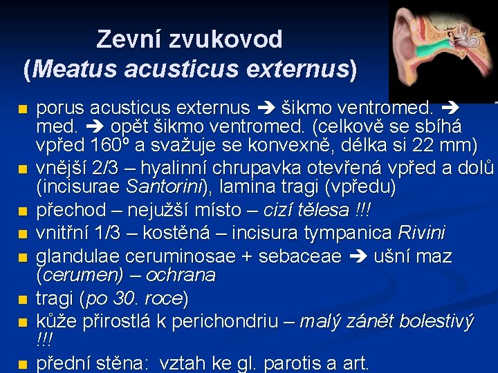 Zevní zvukovod (Meatus acusticus externus) n n n n porus acusticus externus šikmo ventromed.