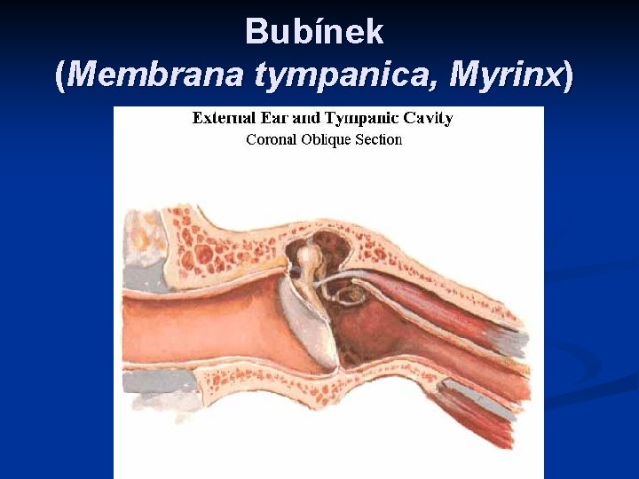 Bubínek (Membrana tympanica, Myrinx) 