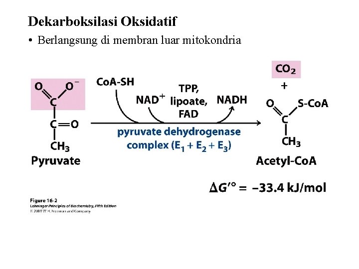 Dekarboksilasi Oksidatif • Berlangsung di membran luar mitokondria 