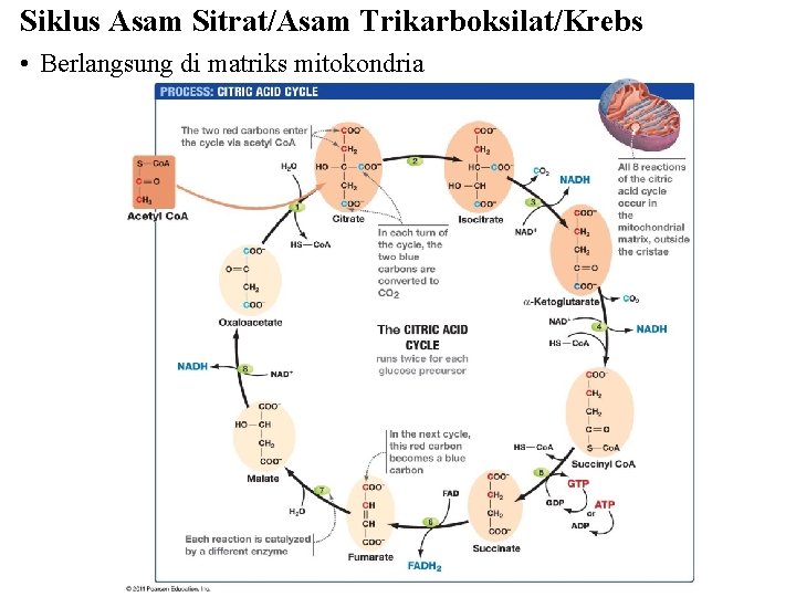 Siklus Asam Sitrat/Asam Trikarboksilat/Krebs • Berlangsung di matriks mitokondria 