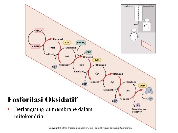 Fosforilasi Oksidatif • Berlangsung di membrane dalam mitokondria 