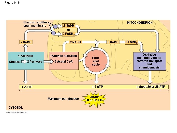 Figure 9. 16 Electron shuttles span membrane 2 NADH Glycolysis 2 Pyruvate Glucose 2