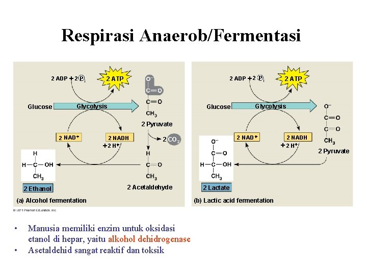 Respirasi Anaerob/Fermentasi 2 ADP 2 P i Glucose 2 ADP 2 P i 2