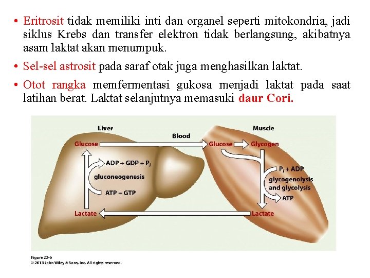  • Eritrosit tidak memiliki inti dan organel seperti mitokondria, jadi siklus Krebs dan