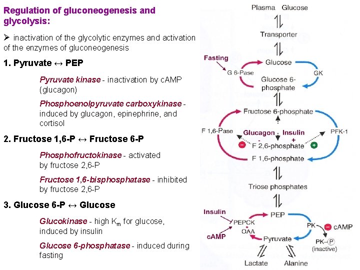 Regulation of gluconeogenesis and glycolysis: Ø inactivation of the glycolytic enzymes and activation of