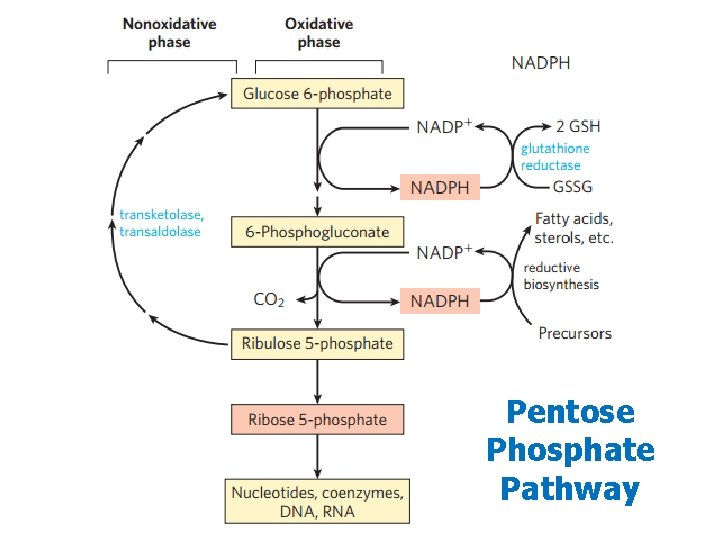 Pentose Phosphate Pathway 