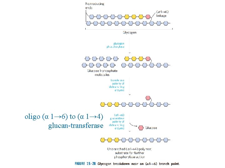 oligo (α 1→ 6) to (α 1→ 4) glucan-transferase 