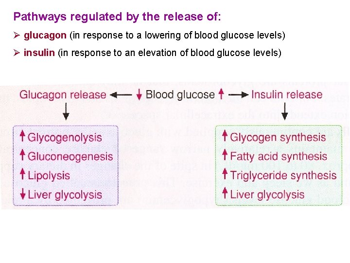 Pathways regulated by the release of: Ø glucagon (in response to a lowering of