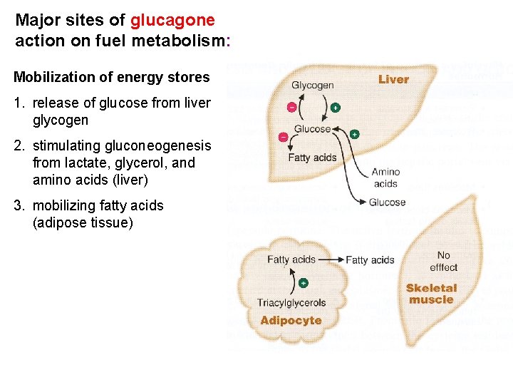 Major sites of glucagone action on fuel metabolism: Mobilization of energy stores 1. release