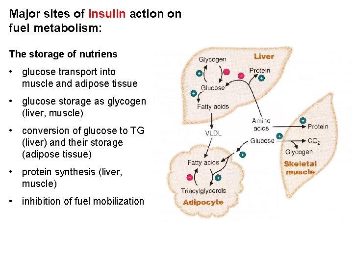 Major sites of insulin action on fuel metabolism: The storage of nutriens • glucose
