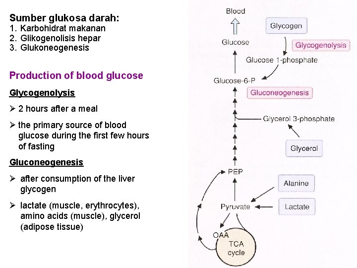 Sumber glukosa darah: 1. Karbohidrat makanan 2. Glikogenolisis hepar 3. Glukoneogenesis Production of blood