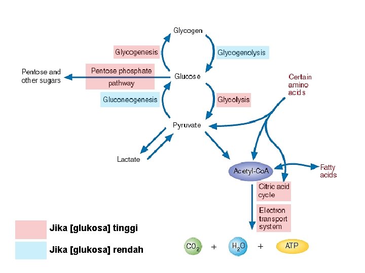 Jika [glukosa] tinggi Jika [glukosa] rendah 