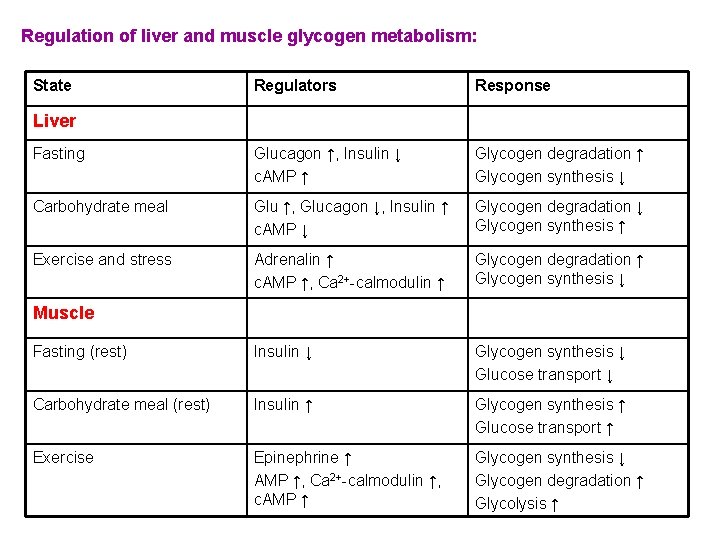 Regulation of liver and muscle glycogen metabolism: State Regulators Response Fasting Glucagon ↑, Insulin
