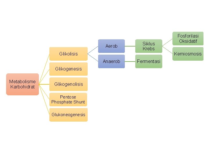 Aerob Glikolisis Anaerob Glikogenesis Metabolisme Karbohidrat Glikogenolisis Pentose Phosphate Shunt Glukoneogenesis Siklus Krebs Fermentasi