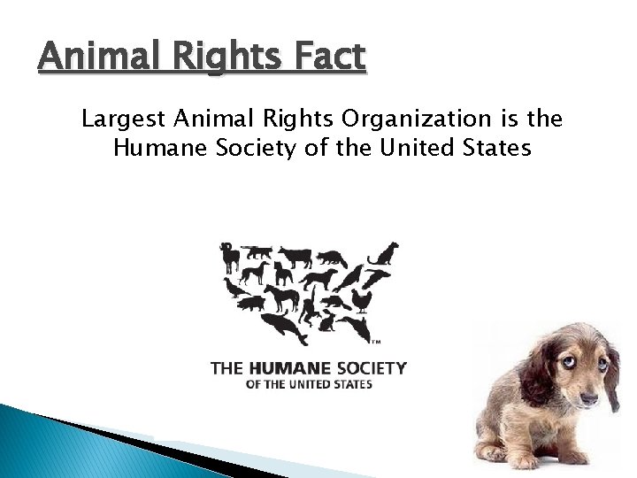 Animal Rights Fact Largest Animal Rights Organization is the Humane Society of the United