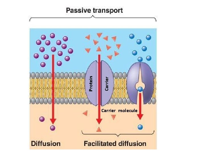 Protein Carrier molecule 