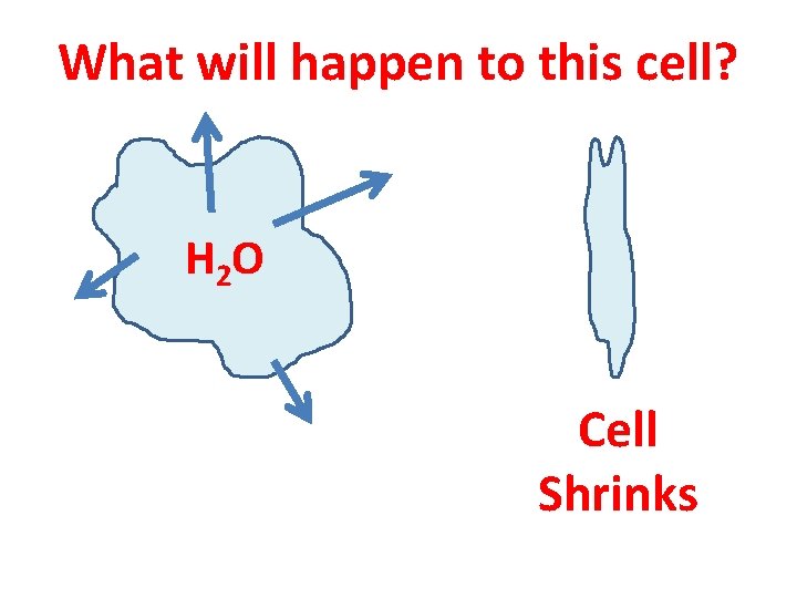 What will happen to this cell? H 2 O Cell Shrinks 